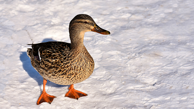 Another Duck in the Snow Google Background