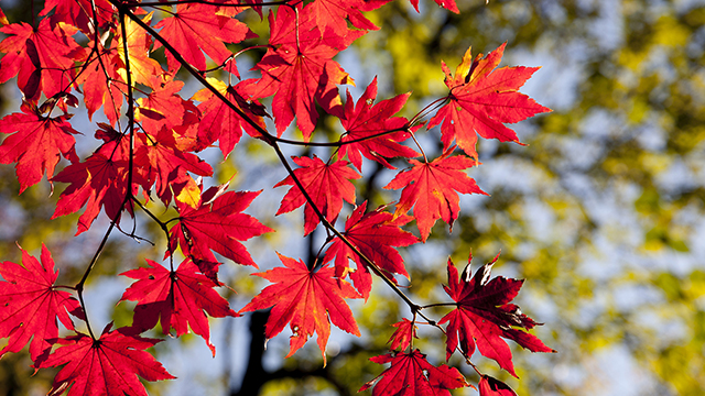 Autumn Colors Google Background