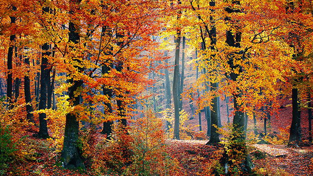 Autumn Woods Google Background