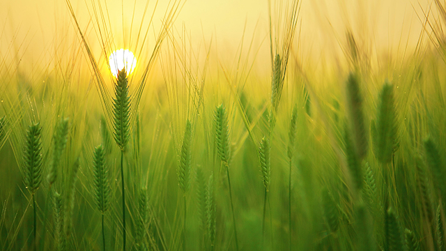 Barley Field Google Background