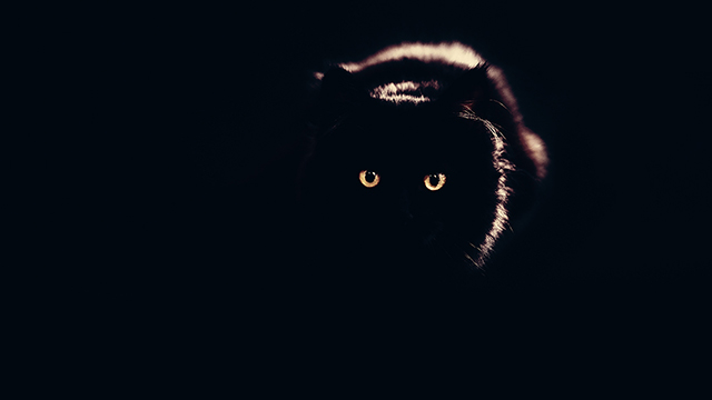 Black Cat Google Background