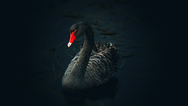Black Swan Google Background