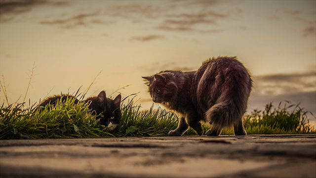 Cats Playing Outside Google Background