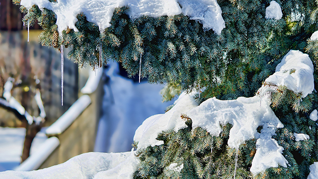 Christmas Snow Google Background