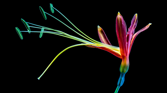 Colorful-Flower Google Background