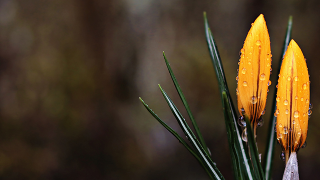 Crocus Google Background
