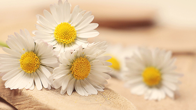 Daisy Days Google Background