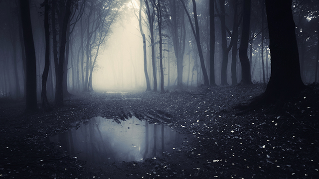 Dark Forest Google Background