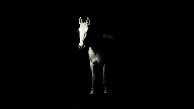 Dark Horse Google Background