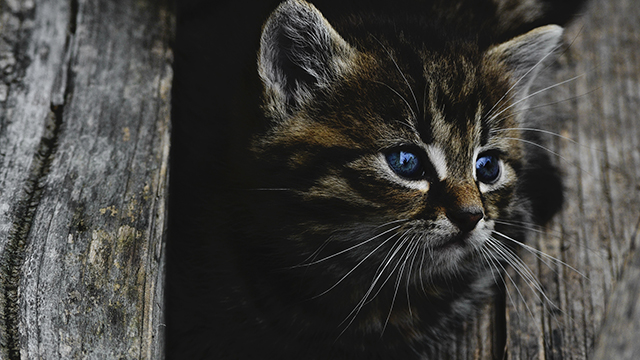 Dark Kitten Google Background