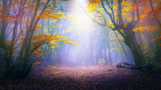 Enchanted Forest Google Background