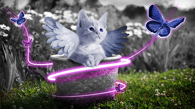 Fairy Kitten Google Background