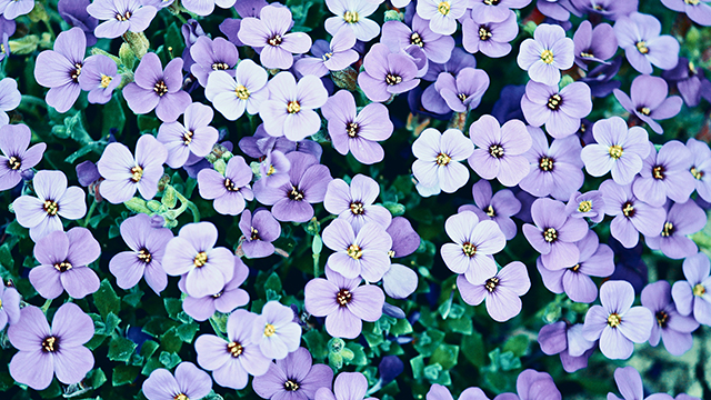Flower Pillow Google Background