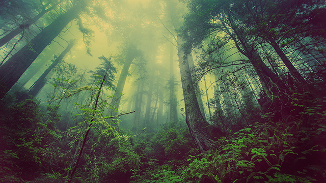 Forest Fever Google Background