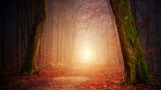 Forest of Color Google Background