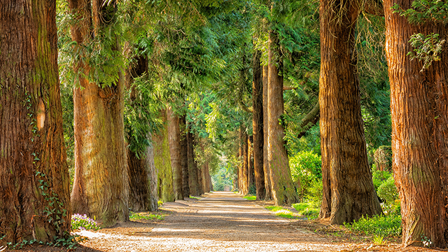 Forest Walkway Google Background