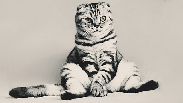 Funny Kitten Google Background