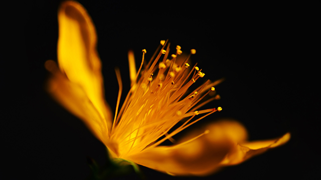 Golden Flower Google Background