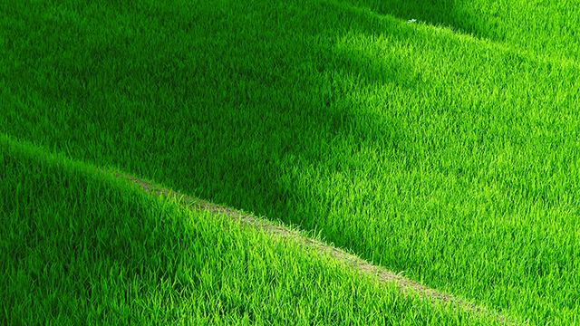 Grassy Terrace Google Background