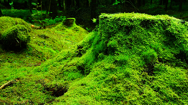 Green Forestry Google Background