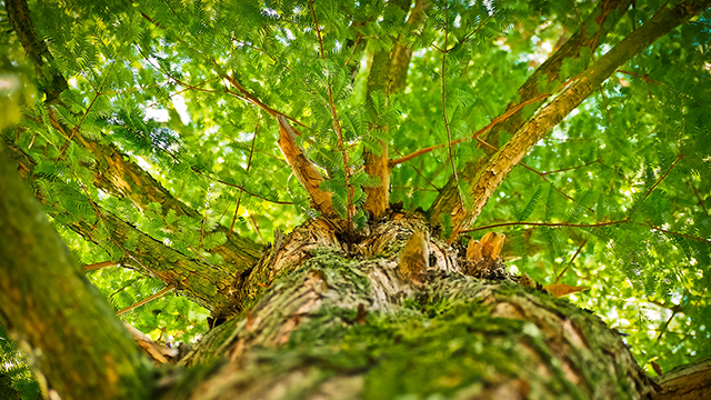 Green Tree Google Background