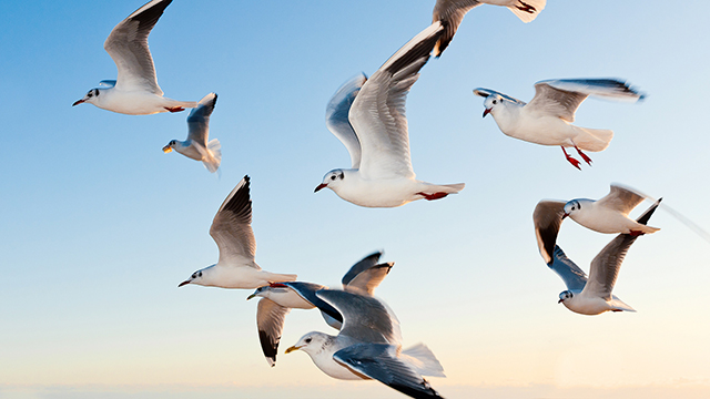 Gulls Google Background