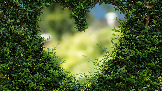 Heartscaping Google Background
