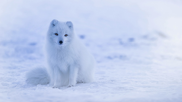 Iceland Fox Google Background