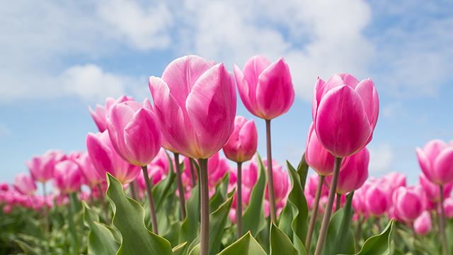 In the Pink Google Background