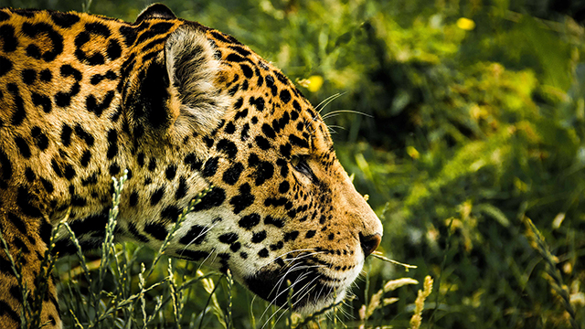 Jaguar Google Background