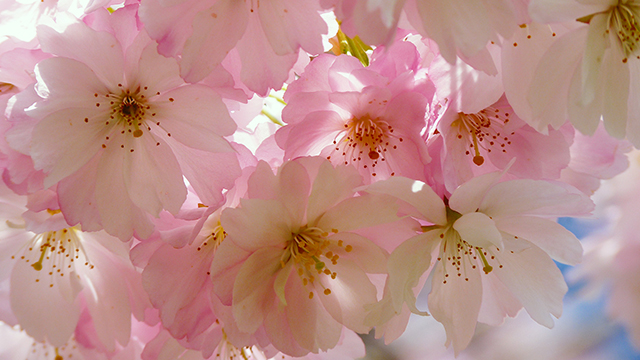 Japanese Cherry Blossom Google Background
