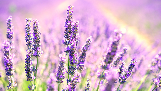 Lavender Blossoms Google Background