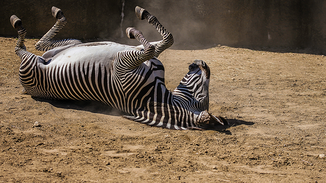Lazy Zebra Google Background