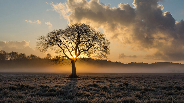 Lone Tree Google Background