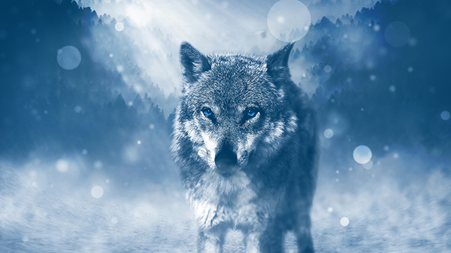 Lone Wolf Google Background