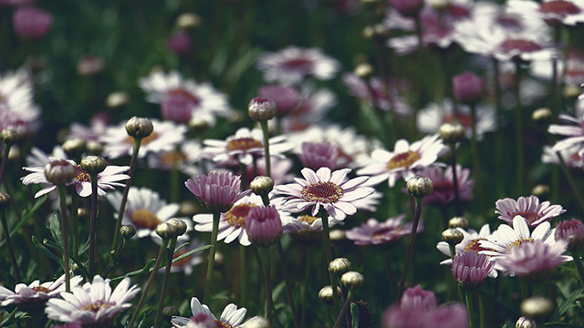 Marguerite Flowers Google Background
