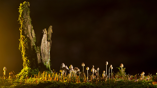 Mushrooms Google Background