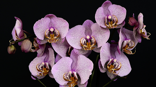 Orchids Google Background