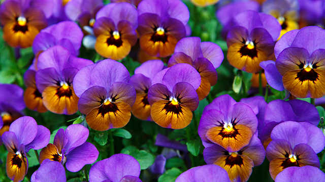 Pansies Google Background