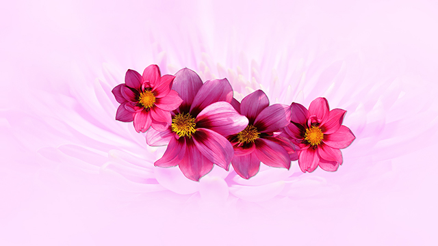 Pink Dahlia Google Background
