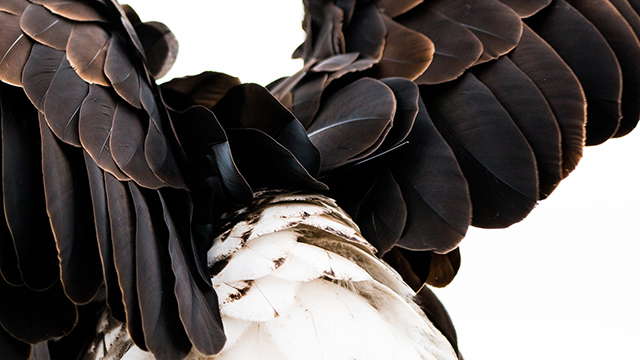 Plumage Feathers Google Background
