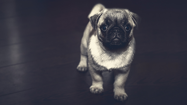 Pug Puppy Google Background