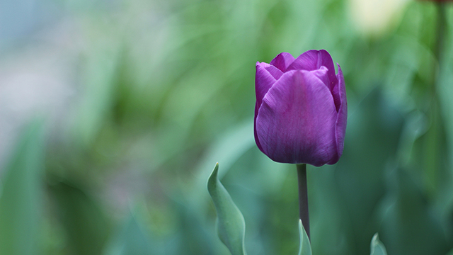 Purple Flower Google Background