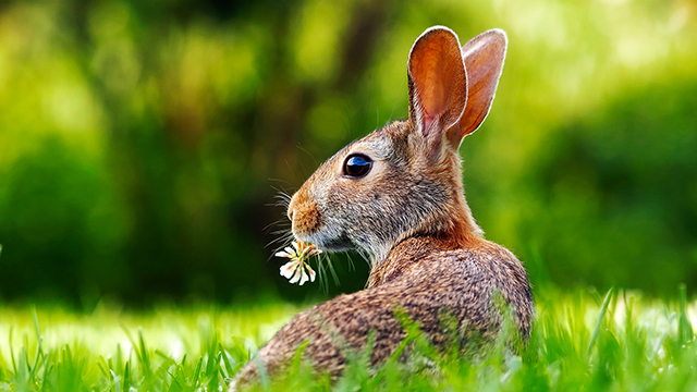 Rabbit Google Background