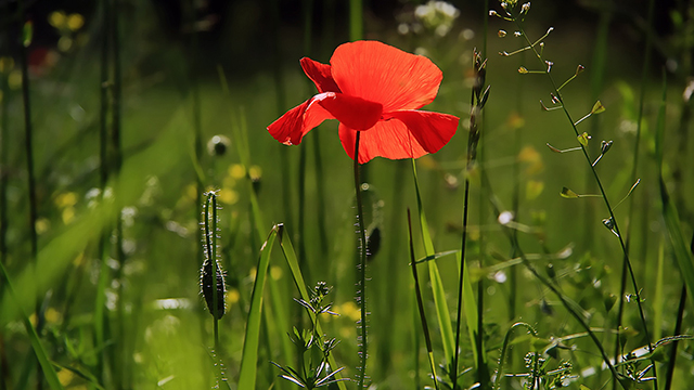 Red Poppy Flower Google Background