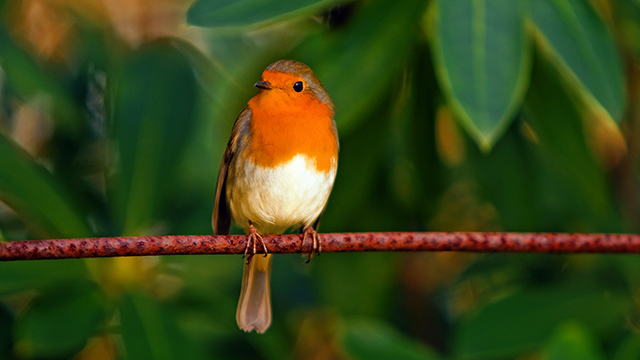 Red Robin Google Background