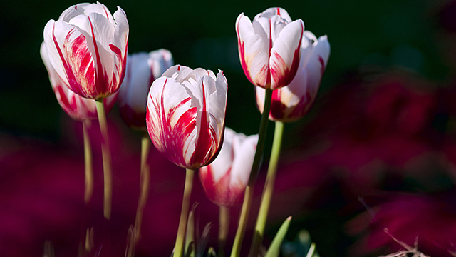 Rose Tulips Google Background