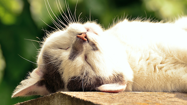 Sleeping Kitten Google Background