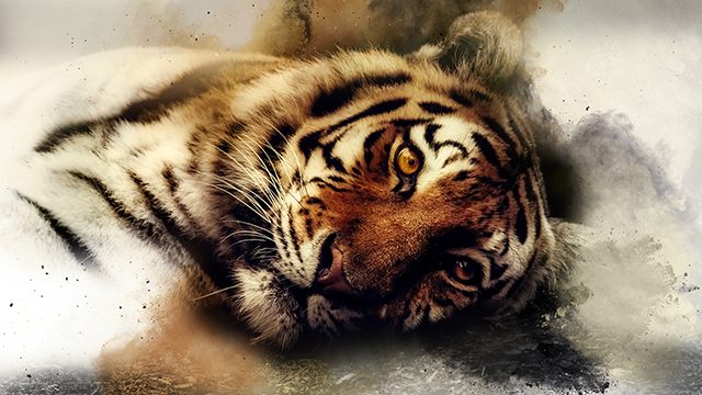 Sleepy Tiger Google Background