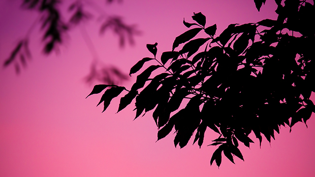 Smooth Operator Google Background